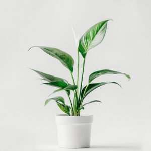 Home product 06